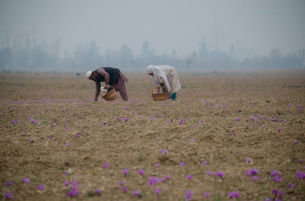 Workers pick lavender