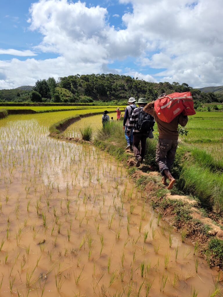 A team of Stanford and Malagasy researchers collect preliminary data on the distribution of the snail host for schistosomiasis—a parasitic disease that is highly endemic in Madagascar—and the snail's invasive predator, the crayfish Procambarus virginalis. A Global Health seed grant will enable the team to finalize the statistical analysis of the data. which will illuminate the critical environmental and ecological drivers influencing the snail vectors of schistosomiasis and their predators. By Kaitlyn Rose Mitchell, Stanford